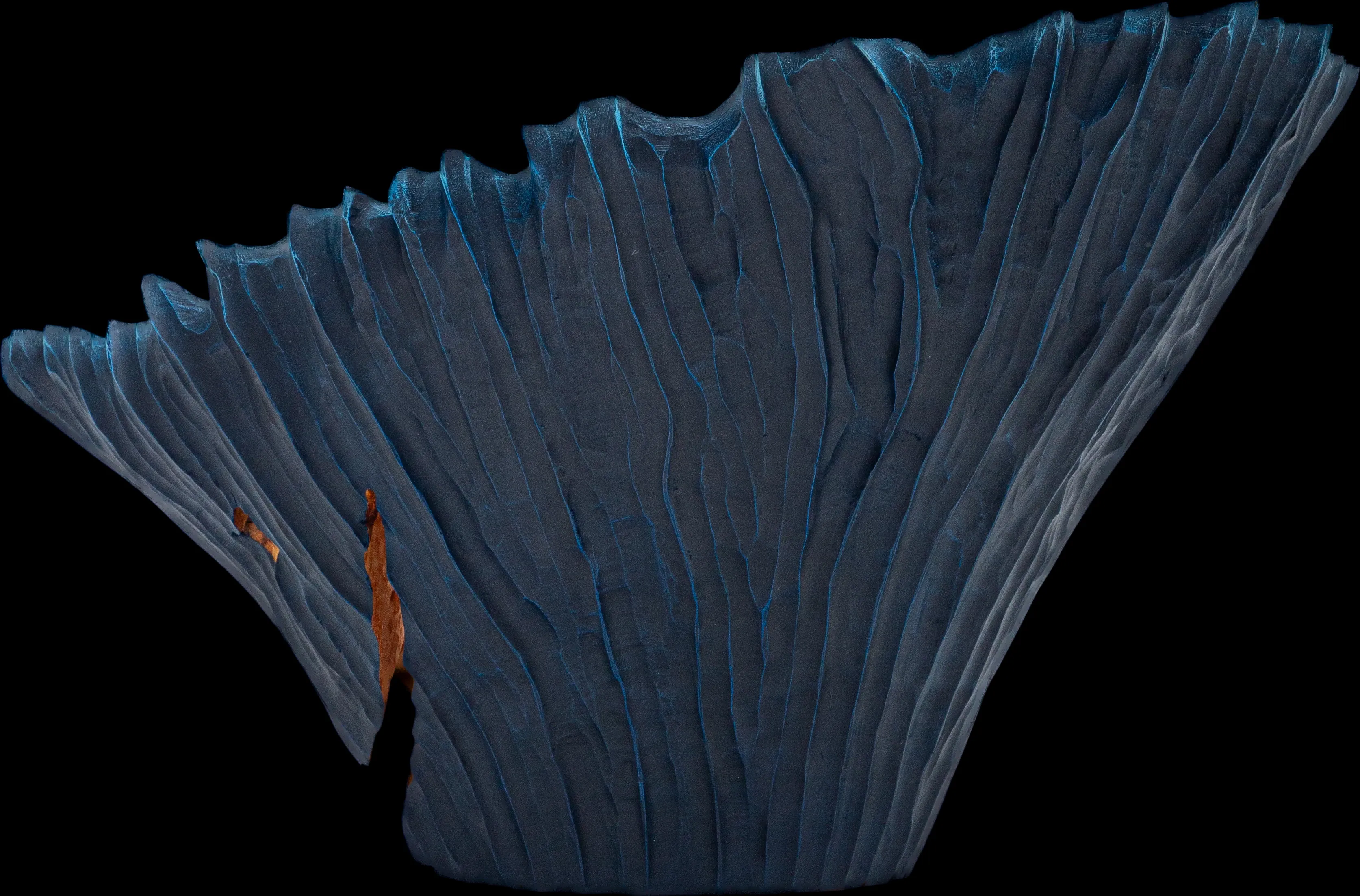 Abyssal — a textura do exterior em close, revelada uma última vez
